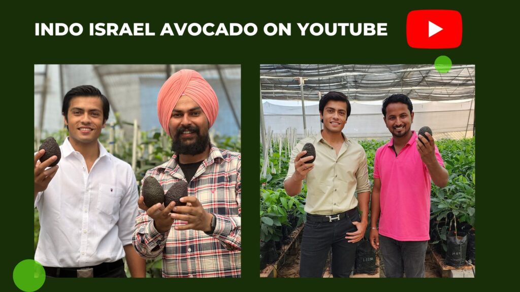 Indo Israel avocado youtube complete guide to profit