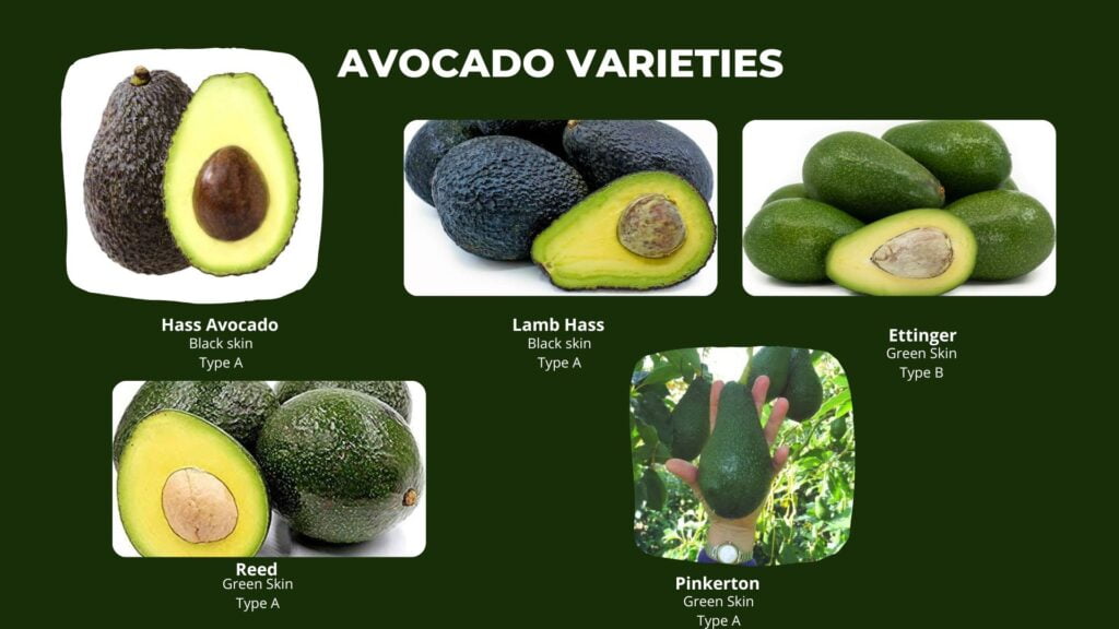 Indo Israel avocado avocado varieties - complete guide to profit