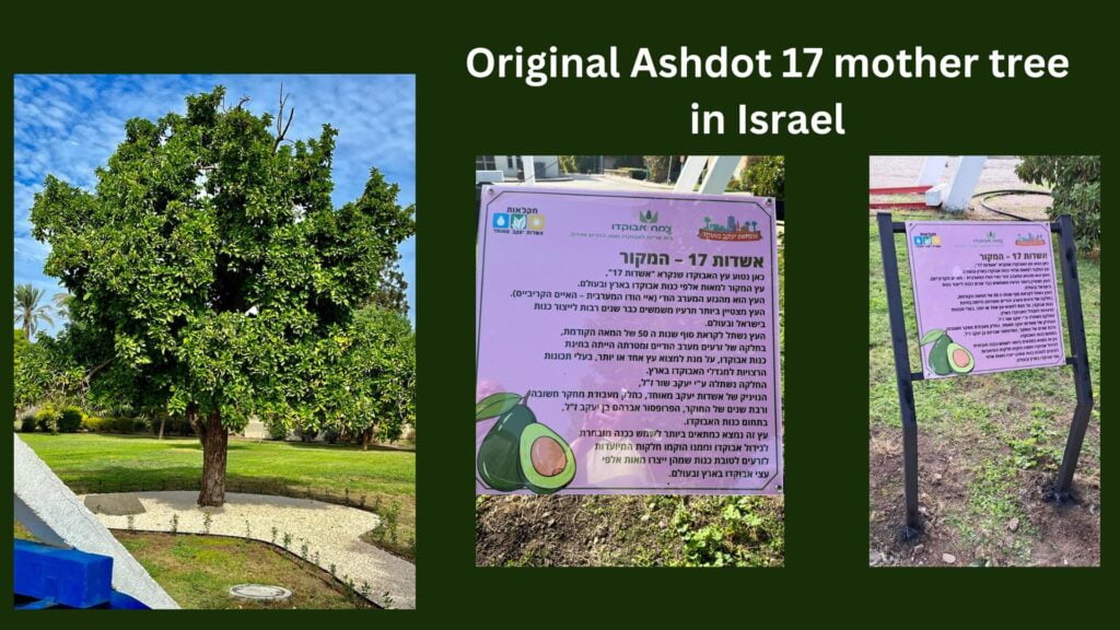 Indo Israel avocado ashdot 17 avocado rootstock complete guide to profit