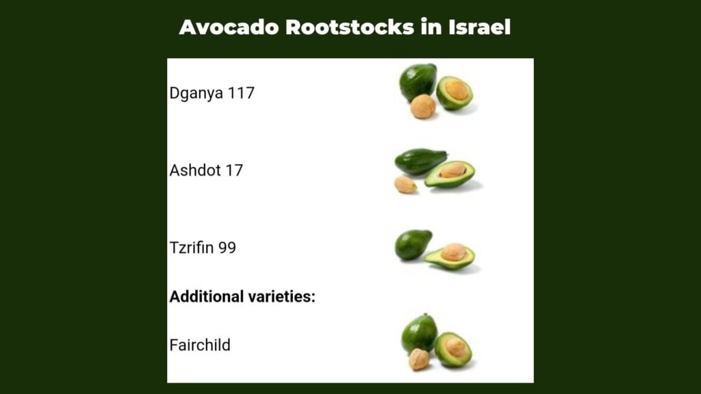 Indo Israel avocado - avocado rootstocks - complete guide to profit
