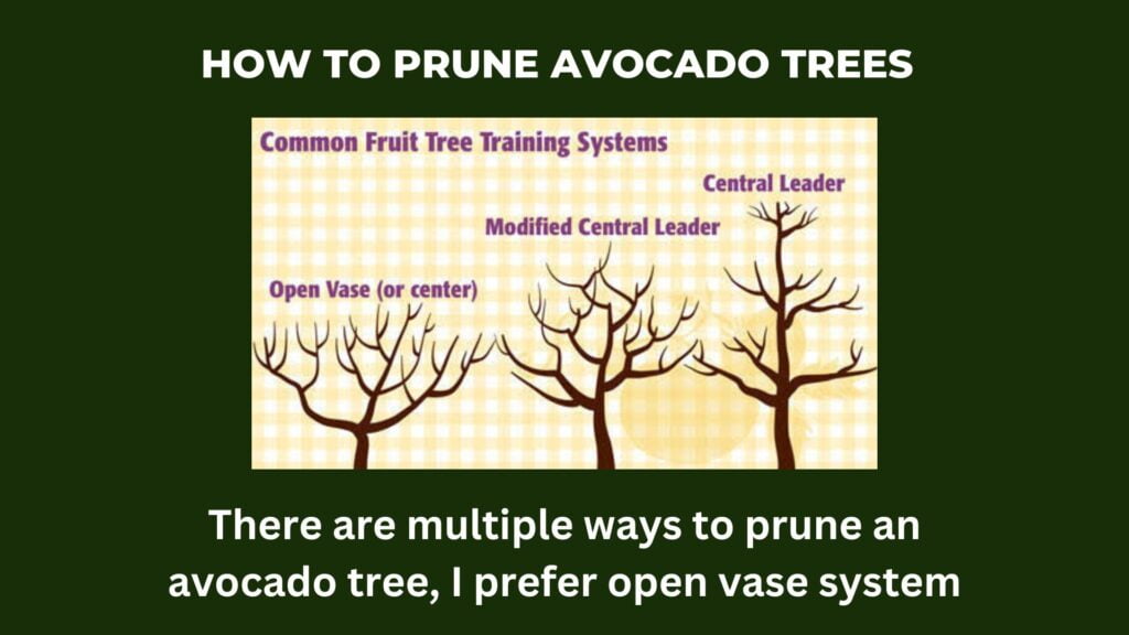 pruning in avocado trees avocado farming in india 